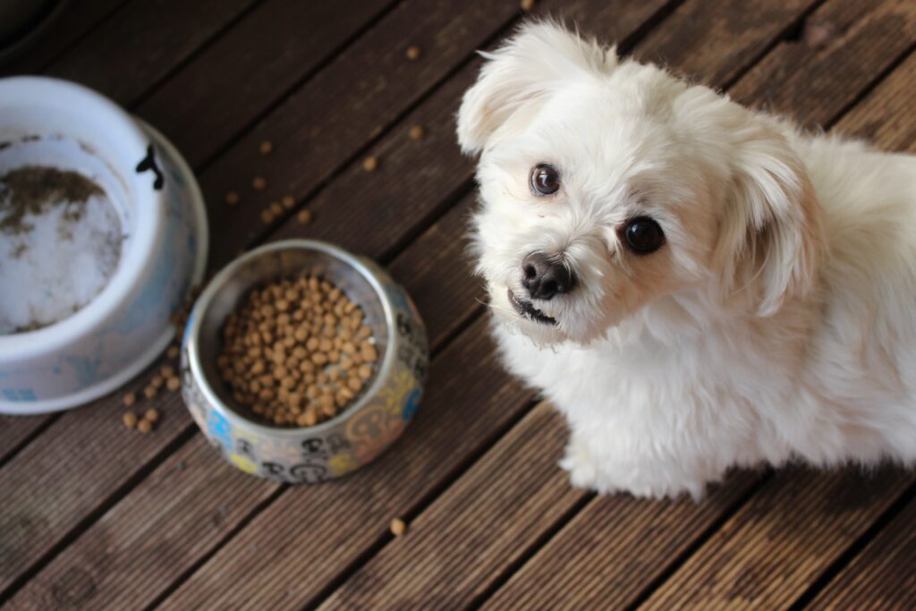 Quick and Healthy Pet Meals
