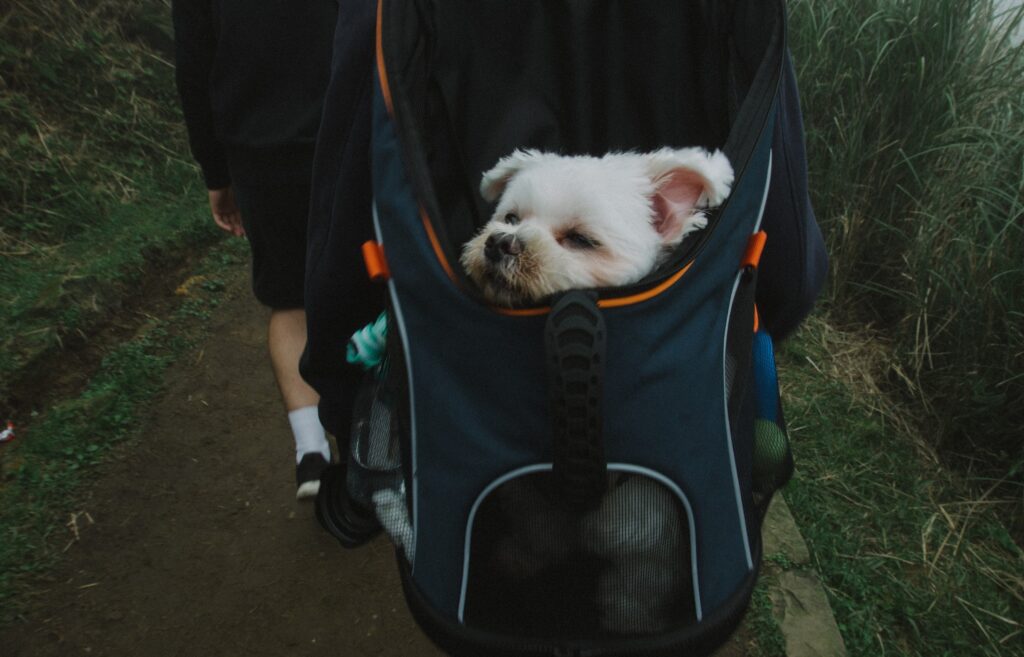 pet back pack bags small dogs